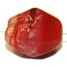Glaskr.15x13mm rose/rood goudband 5st.