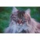 Borduurpakket Maine Coon kat 40x27cm