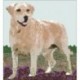 Borduurpakket Golden Retriever 25x23cm