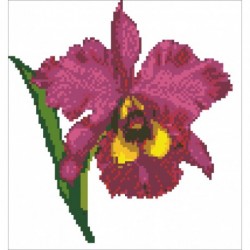 Borduurpakket Cattleya-Warsewiczii 23x23cm