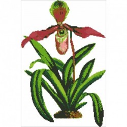 Borduurpakket Paphiopedilum 47x31cm