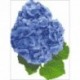 Borduurpakket Hortensia blauw 24x18cm.