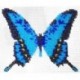 Borduupakket vlinder blauw 13x15cm