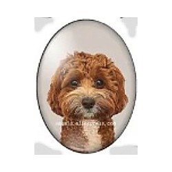 cabochon 30x40mm honden foto's