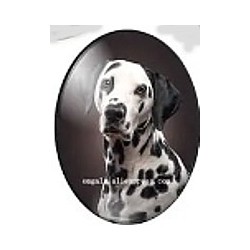 cabochon 30x40mm honden foto's