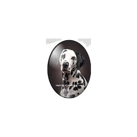 cabochon 30x40mm honden foto's