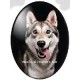 cabochon 30x40mm honden foto's