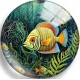 Cabochon 25mm zeedieren.