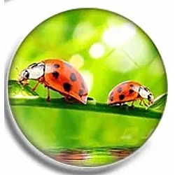 Cabochon 25mm rond lieveheersbeestjes