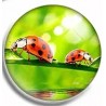 Cabochon 25mm rond lieveheersbeestjes