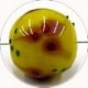 glaskr.rond15mm d.geel m. rose-rode bloem 2st